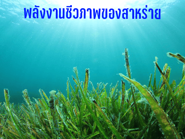 สาหร่าย